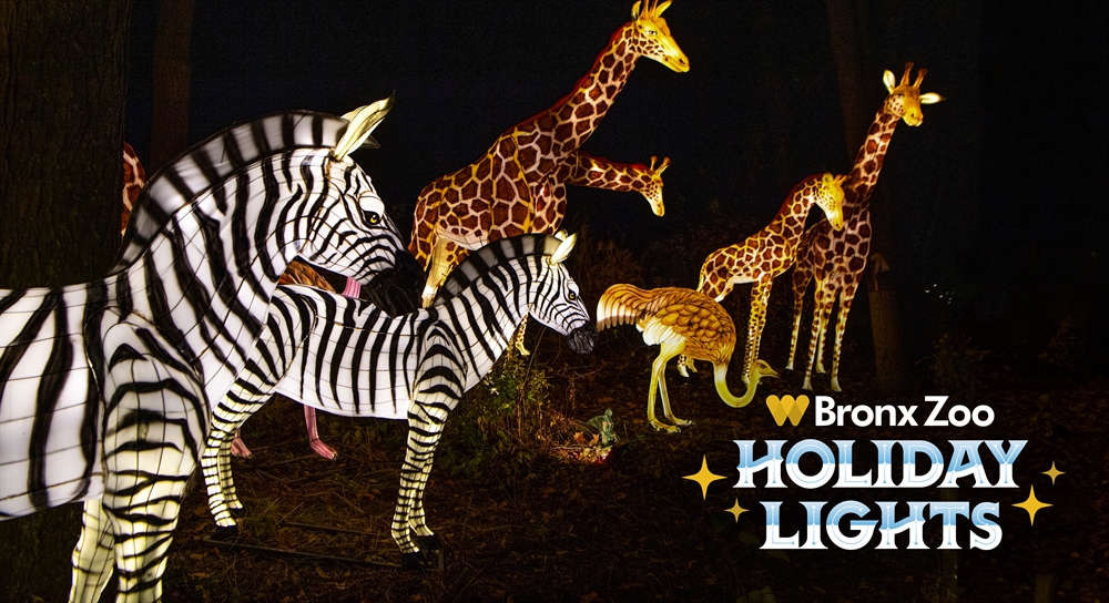 ’Tis the Season (Almost)! NYC’s MustSee Holiday Tradition, Bronx Zoo